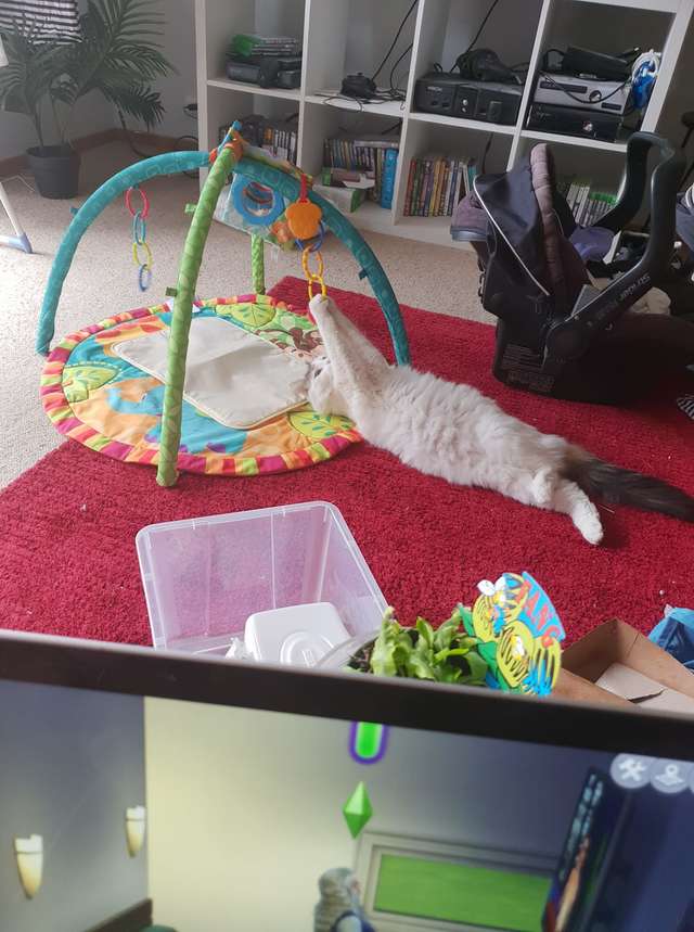 кошка играет с детскими игрушками