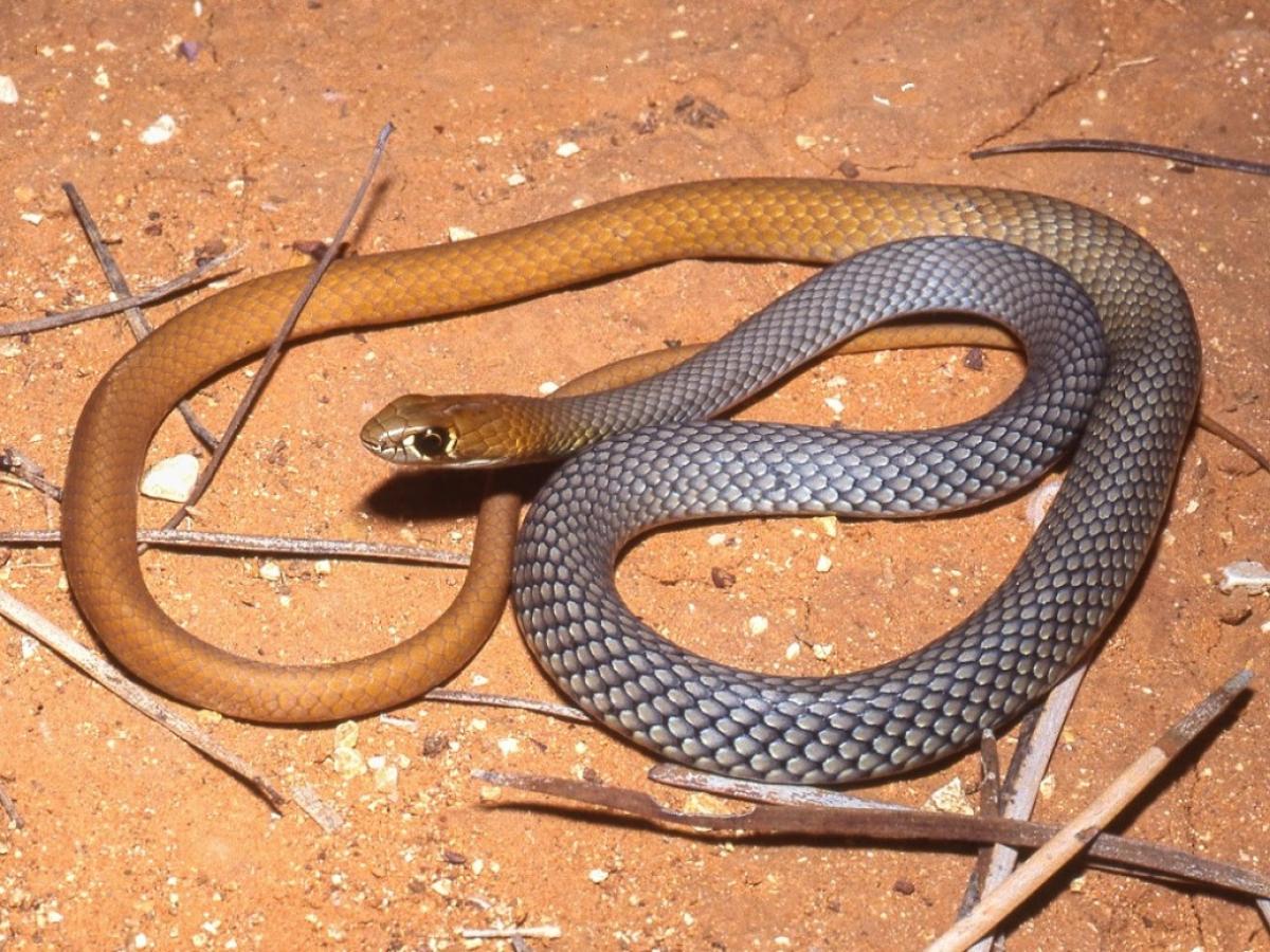 В Австралии открыли новый вид змей