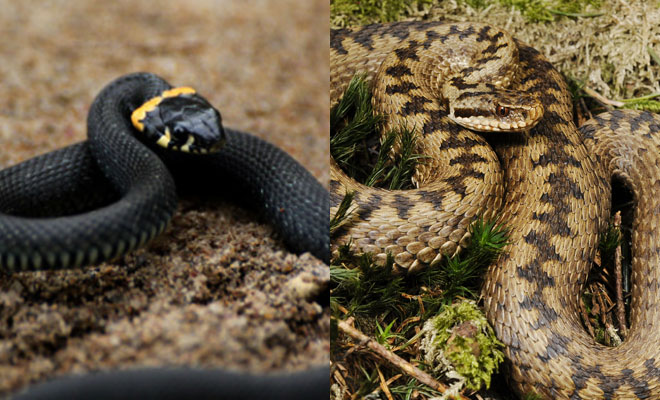Гадюка или уж: смотрим основные различия двух похожих змей гадюка,змеи,пресмыкающиеся,Пространство,уж,яд,Ядовитые змеи