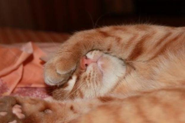 Очаровательные котики
