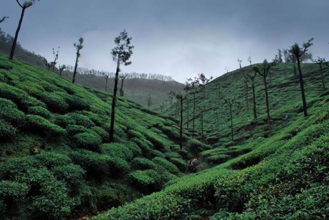 Самые живописные чайные плантации в мире плантация, Чайная, плантации, чайной, Индия, чайную, Индии, ШриЛанка, чайными, плантацию, чайных, время, плантаций, ШриЛанке, Азербайджане, ежедневно, зеленый, Чайные, возле, железы