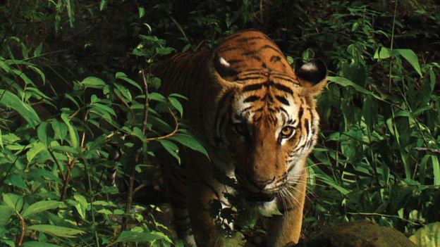 Новая популяция редких тигров найдена в восточной части Таиланда