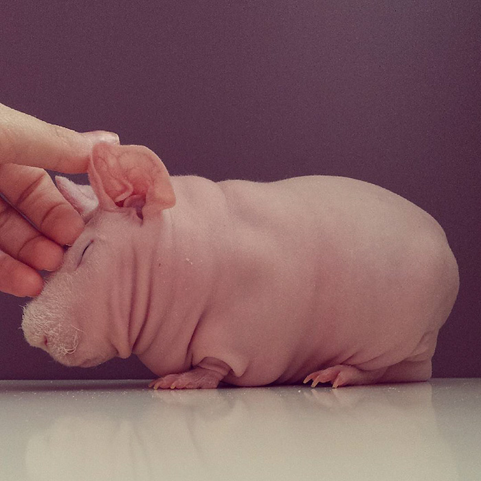 лысая морская свинка позирует с едой 