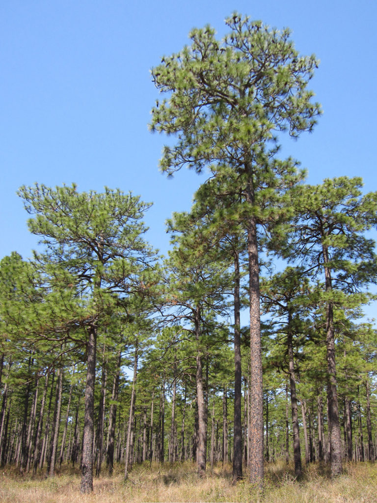 Сосна болотная (длиннохвойная) фото (лат. Pinus palustris)