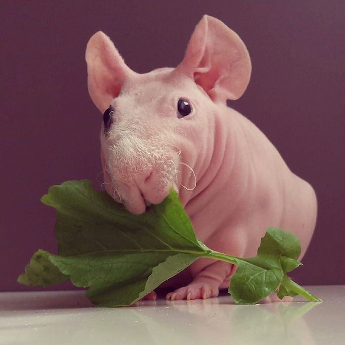 лысая морская свинка позирует с едой