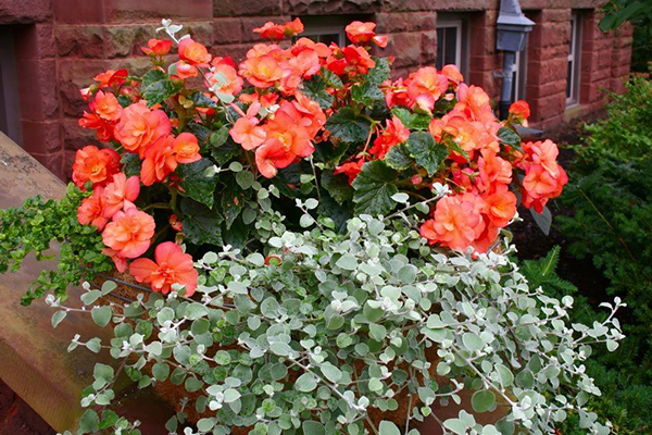 ДЛЯ УЧАСТКА Самые неприхотливые цветы для балкона цветущие все лето поделки для сада,полезные советы,разное