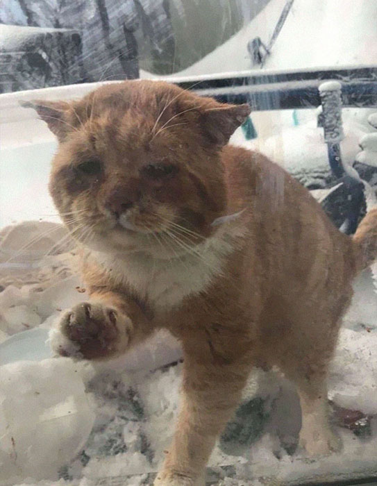 В Рождество больной и замёрзший бездомный кот постучался в окно женщины, умоляя её о помощи очень, сказала, чтобы, Аслан, котик, которые, Симар, через, животное, история, который, потому, тридцать, только, минут, Рождество, ветеринару, женщина, увидела, такое