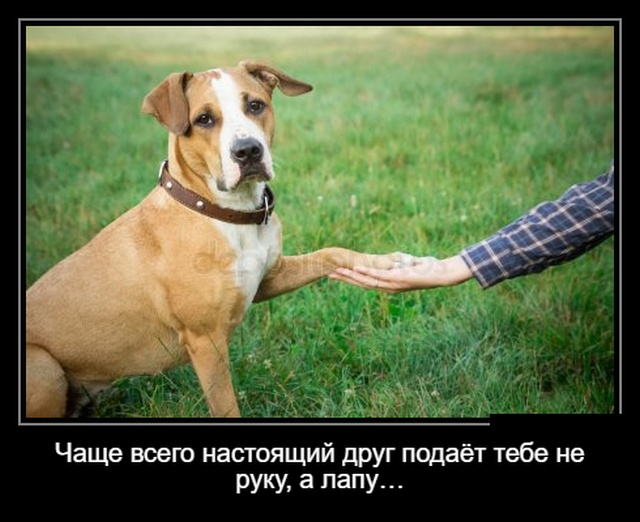 Самые новые демотиваторы Самые новые демотиваторы демотиваторы