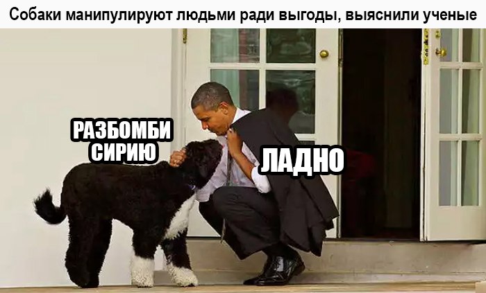 Смешные картинки с надписями до слез про людей с сарказмом