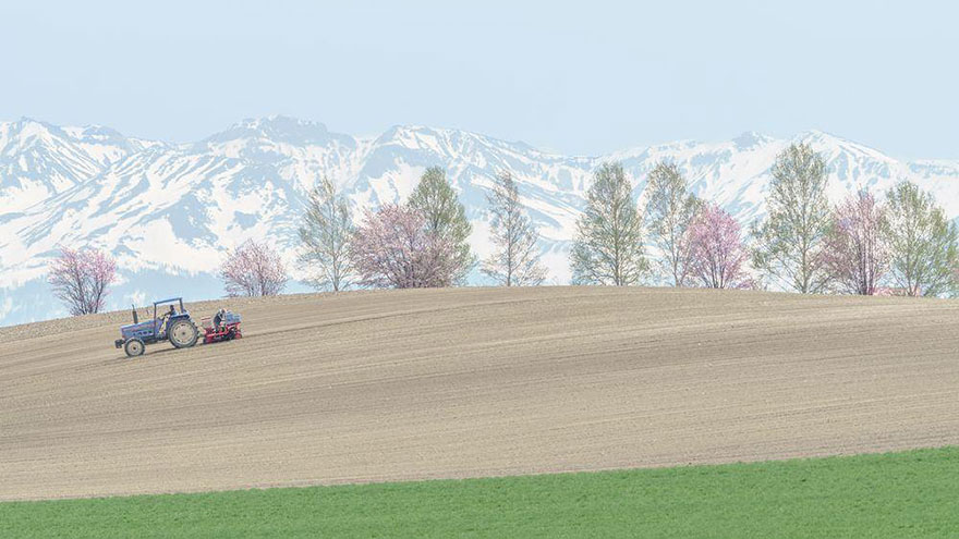 цветущая сакура в Японии 