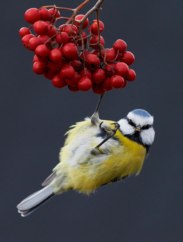 Blue Tit On Berries By Markus Varesvuo, Helsinki, Finland. Winner Of Best Portfolio 2017 Category