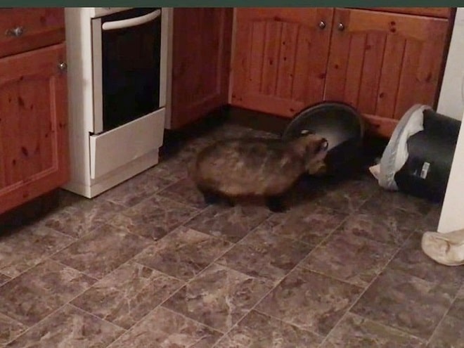 В доме раздавались странные звуки: какой-то зверь грыз продукты прямо из морозилки