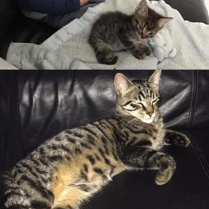 Когда я был котёнком: коты воссоздают свои детские фото до и после, животные, коты, кошки, мило, питомцы, сравнение, фото