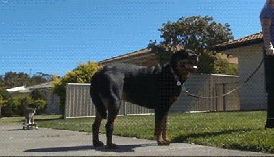 Забавные и веселые гифки из сети 