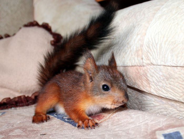 Животные, белка, позитив