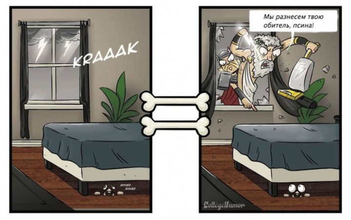 как видят мир собаки 