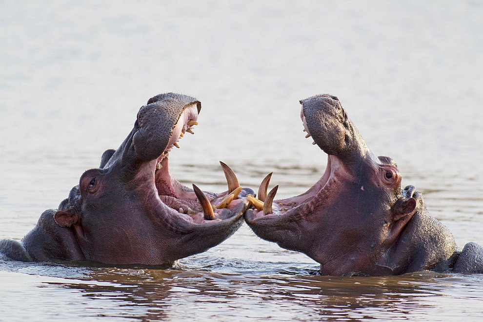 Танцующие животные животные,Путешествия,фото