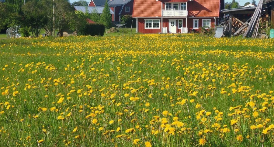 Это мои одуваны. И я их буду есть...