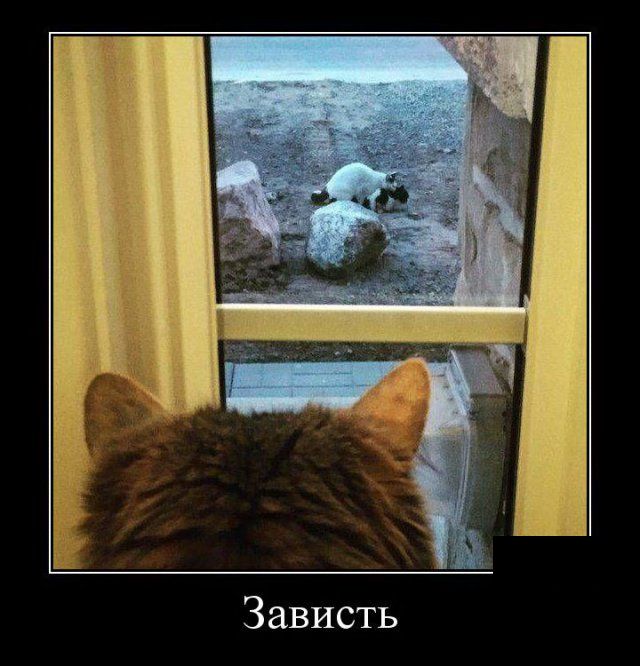 Зависть демотиватор, юмор