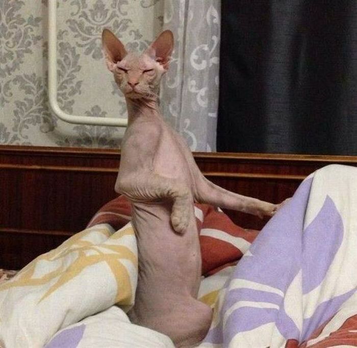 Уморительные коты)) Уморительные коты)) анекдоты,веселье,демотиваторы,приколы,юмор