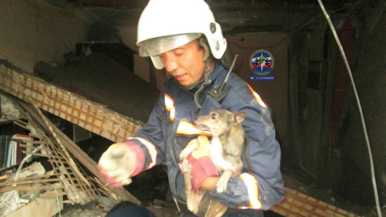 Собачку спасли из-под завалов разрушенного взрывом дома в Новосибирске 