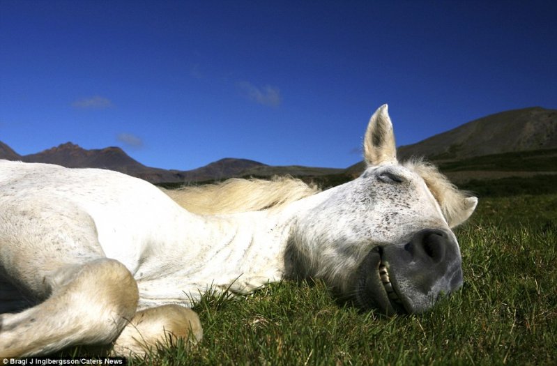 Дикие лошади Исландии в игривом настроении животные фотографии, лошадь