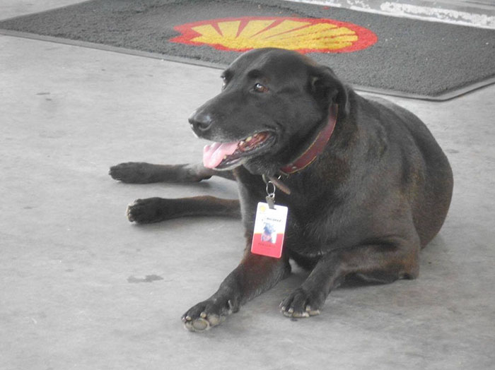 abandoned-dog-gas-station-employee-negao-brazil-3