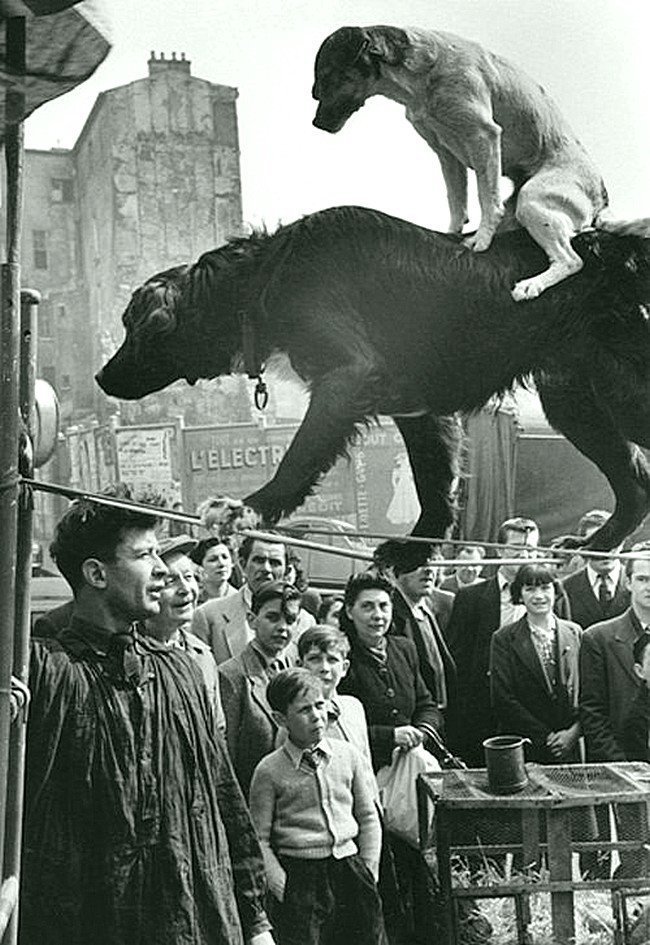 Две акробатические собаки Марка Рибу, 1953. Весь Мир в объективе, ретро, старые фото