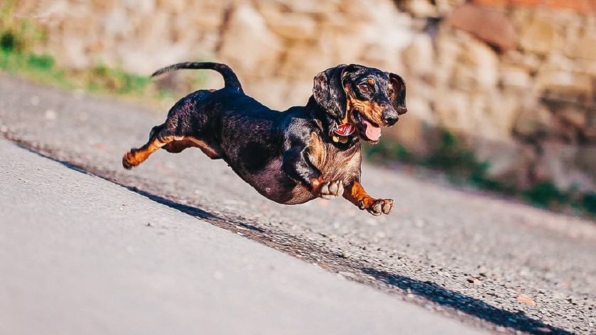 Не только йорки: 5 мелких пород собак для легкого содержания в квартире Не только йорки: 5 мелких пород собак для легкого содержания в квартире наши любимцы,собаки