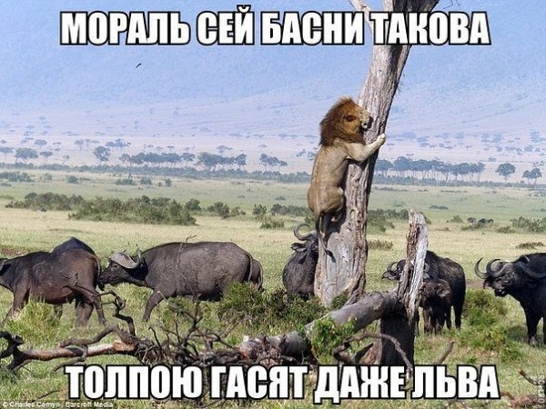 Баянистая годнота