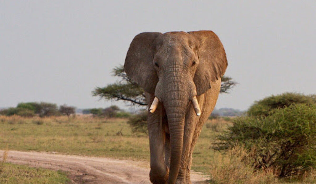 Рост африканского слона. Саванный слон. Африканский слон слон. Африканский саванный слон гиганты. Африканский слон вес и рост.