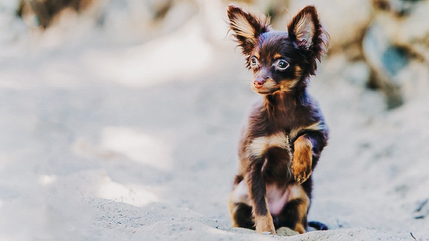 Не только йорки: 5 мелких пород собак для легкого содержания в квартире Не только йорки: 5 мелких пород собак для легкого содержания в квартире наши любимцы,собаки