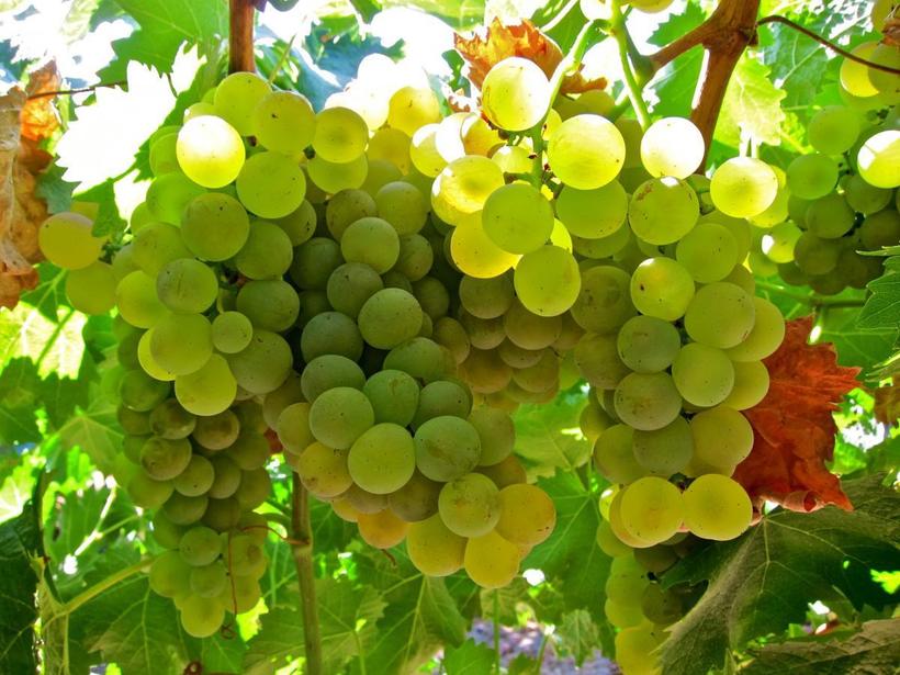 Ученые погрузили виноград в море и воссоздали невероятное вино древних греков 