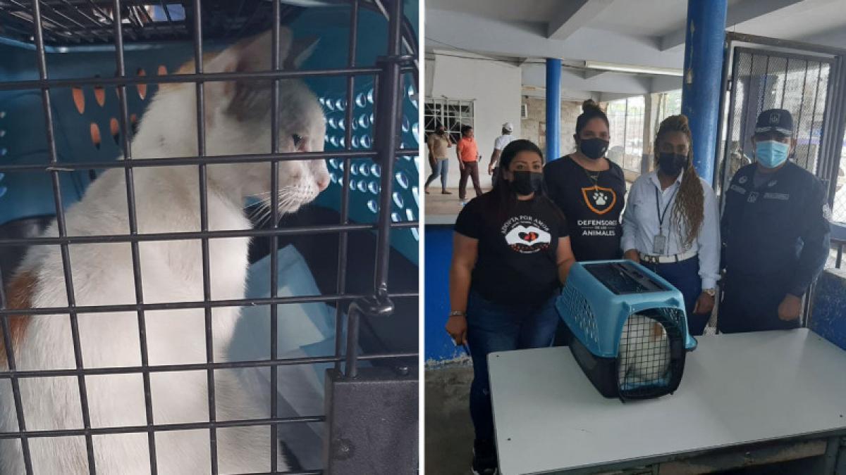 Полиция Панамы арестовала кота за контрабанду наркотиков