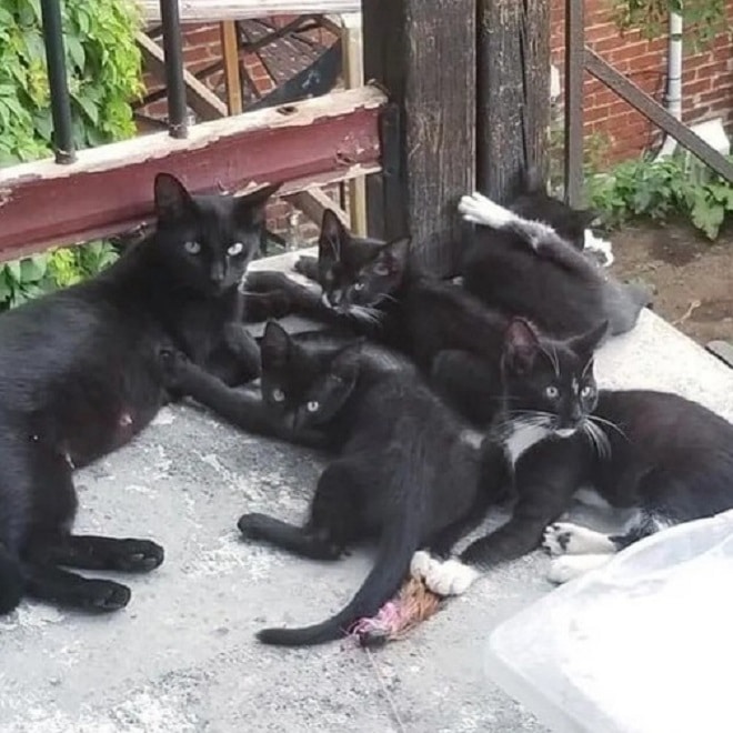 Кошка с котятами