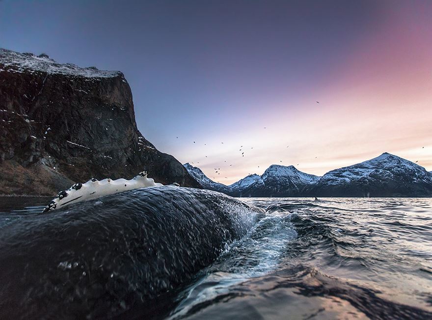 10 фото арктических китов, от которых пропадает дар речи! 