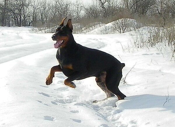 Как спасенный доберман стал мне Другом Как спасенный доберман стал мне Другом не всё так грустно