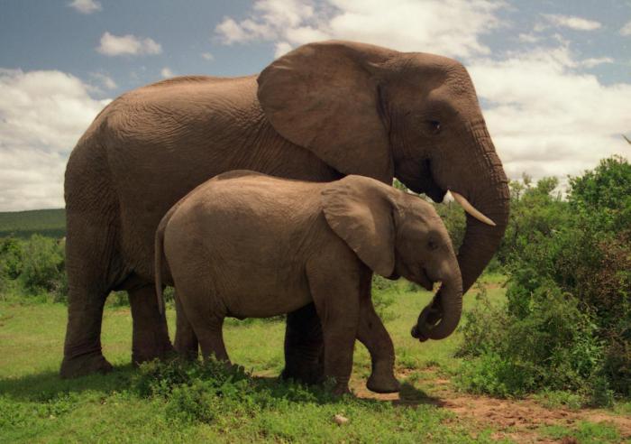 Слон африканский и индийский слон: основные различия и сходства