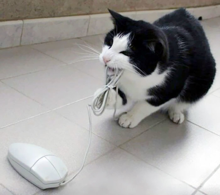 как технологии изменили жизнь кошек 