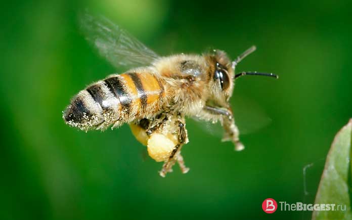 Самые опасные пчёлы: Apis Mellifera
