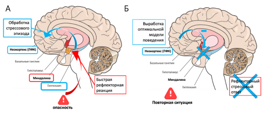Участие неокортекса в выработке оптимальной модели поведения.