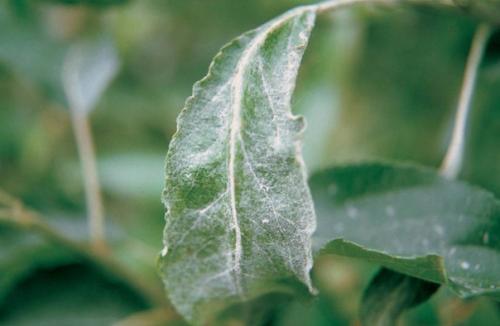 Для лечения растений от ржавчины, пятнистости и мучнистой росы можно использовать следующий рецепт.