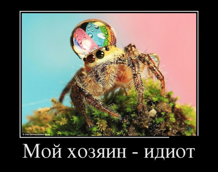 Порция демотиваторов на любой вкус 