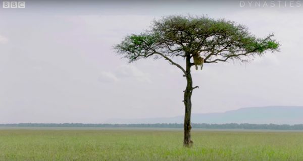 Трусливый лев побоялся слезть с дерева и насмешил интернет Трусливый лев побоялся слезть с дерева и насмешил интернет