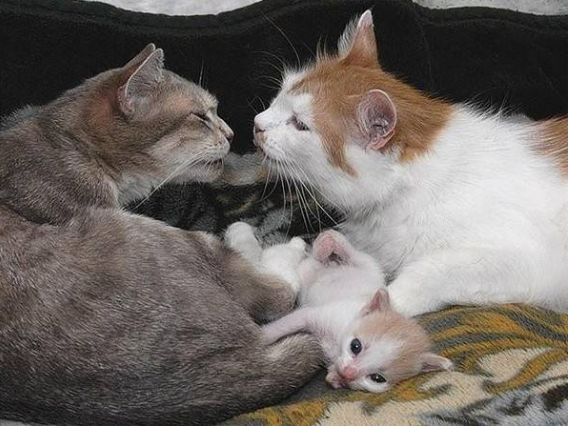 Это любовь:  невероятно трогательные кошачьи семьи, которые не оставят вас равнодушными