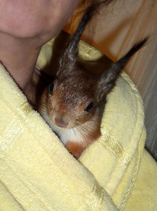 Животные, белка, позитив