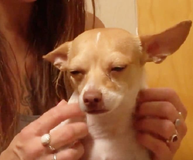 Собака и руки