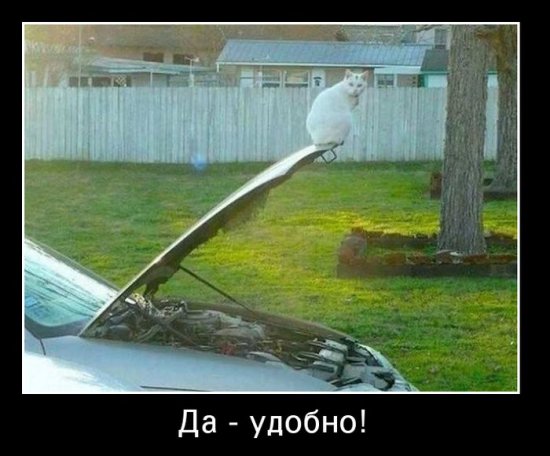 Дополнительная подборка веселых демотиваторов (10 фото)
