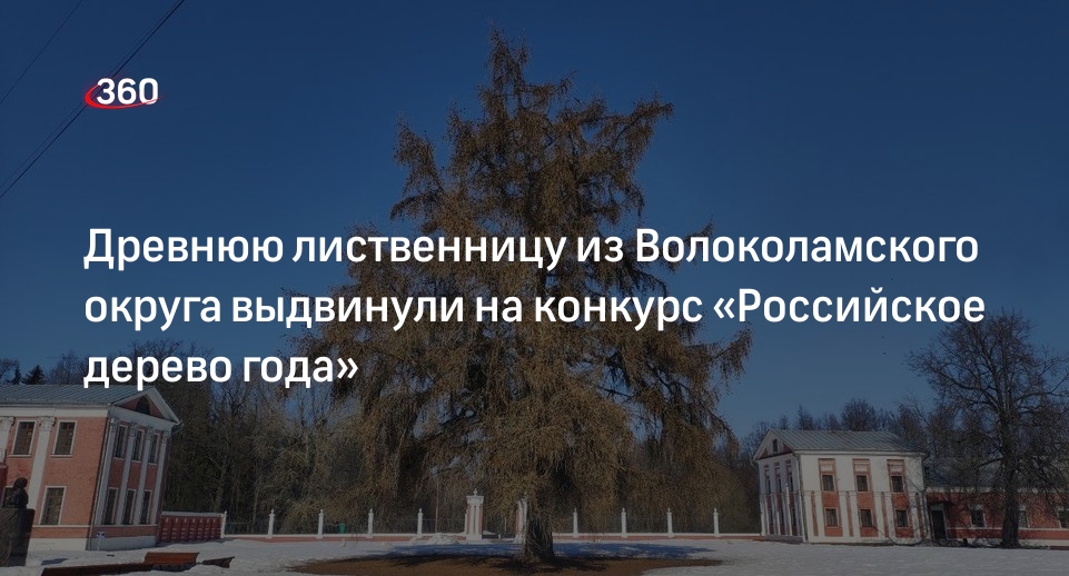 Древнюю лиственницу из Волоколамского округа выдвинули на конкурс «Российское дерево года»