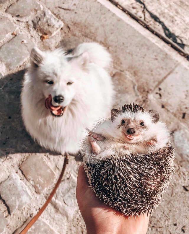 Подборка снимков с ёжиками, которые тоже умеют улыбаться Подборка снимков с ёжиками, которые тоже умеют улыбаться картинки